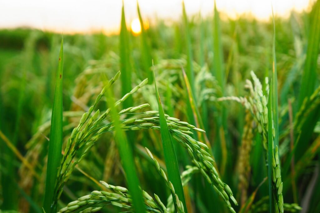 Photo Green fields