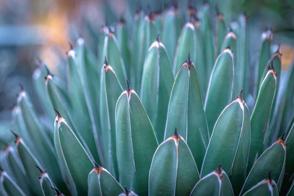 Photo Agave plant