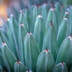 Photo Agave plant